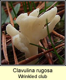 Clavulina rugosa, Wrinkled club
