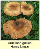 Armillaria gallica, Honey fungus