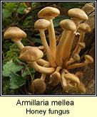 Armillaria mellea, Honey fungus