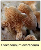 Steccherinum ochraceum