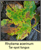 Rhytisma acerinum, Tar-spot fungus