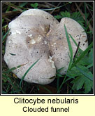 Clitocybe nebularis, Clouded funnel