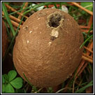 Lycoperdon perlatum, Common puffball