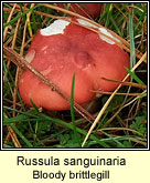 Russula sanguinaria, Bloody brittlegill