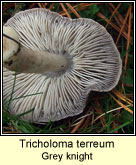 Tricholoma terreum, Grey knight