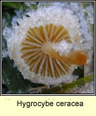 Hygrocybe ceracea