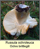 Russula ochroleuca, Ochre brittlegill