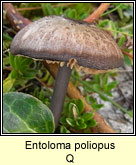 Entoloma poliopus Q