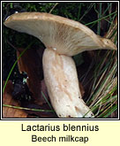 Lactarius blennius, Beech milkcap