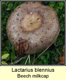 Lactarius blennius, Beech milkcap