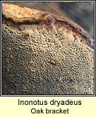 Inonotus sp