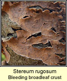 Stereum rugosum, Bleeding broadleaf crust