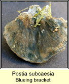 Postia subcaesia, Blueing bracket