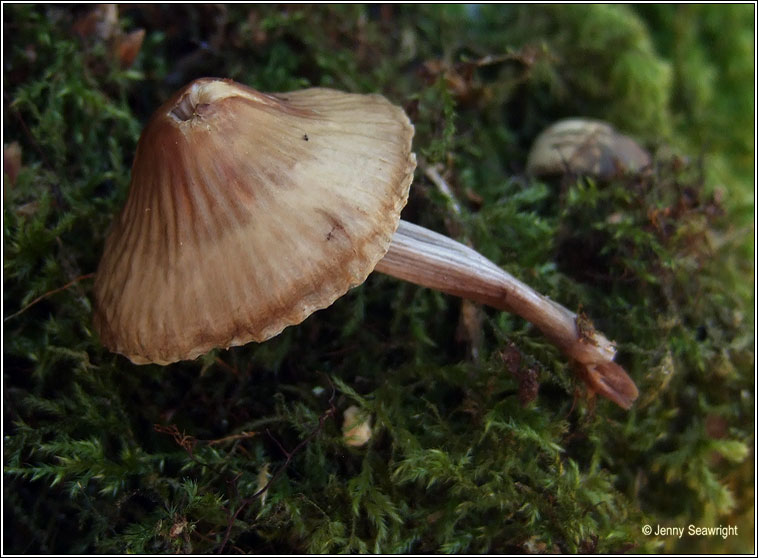 Mycena galericulata, Common bonnet