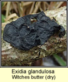 Exidia glandulosa, Witches butter