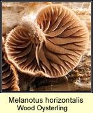 Melanotus horizontalis