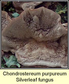 Chondrostereum purpureum, Silverleaf fungus