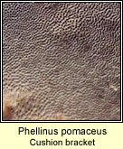 Phellinus pomaceus, Cushion bracket