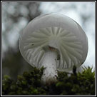 Oudemansiella mucida, Porcelain fungus