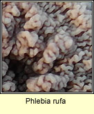 Phlebia rufa