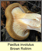 Paxillus involutus, Brown Rollrim