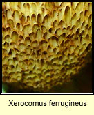 Xerocomus ferrugineus