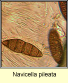 Navicella pileata, ascospores