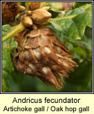 Andricus fecundator, Artichoke gall