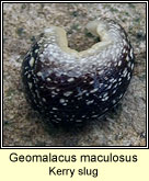 Geomalacus maculosus, Kerry slug