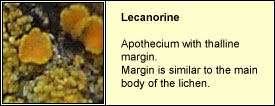 lecanorine