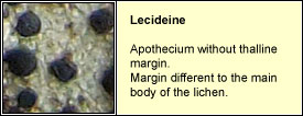 lecideine