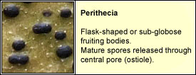 perithecia