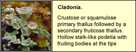 cladonia
