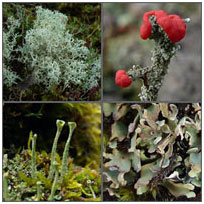 cladonia species