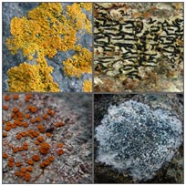 Crustose and Placodioid lichens