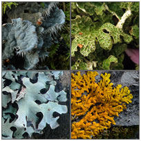 Foliose and Squamulose lichens