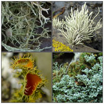 Fruticose and Filamentous lichens