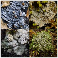 Squamulose lichens