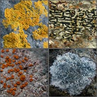 Crustose and Placodioid lichens