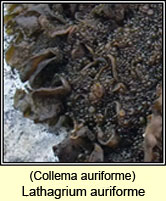 Lathagrium auriforme, Collema auriforme