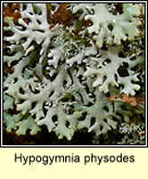 Hypogymnia physodes