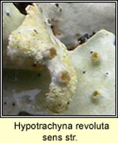 Hypotrachyna revoluta