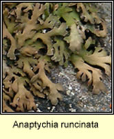 Anaptychia runcinata