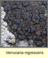Verrucaria nigrescens