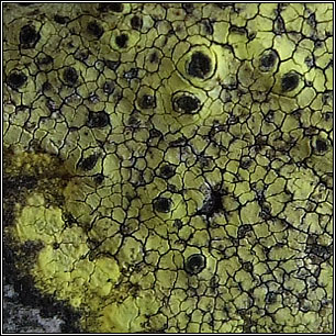 Rhizocarpon geographicum, Map Lichen