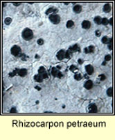 Rhizocarpon petraeum