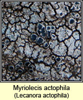 Myriolecis actophila, Lecanora actophila
