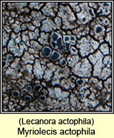 Lecanora actophila