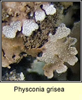 Physconia grisea