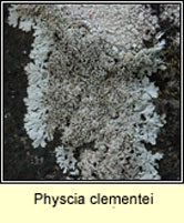 Physcia clementei